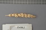 Click for 1 image(s) for this accession. Spike